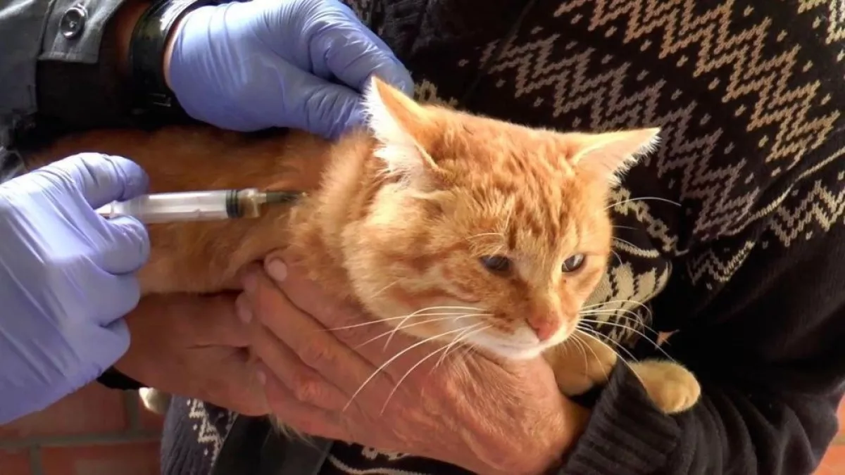 В Кировской области прививки питомцам начнут ставить в марте