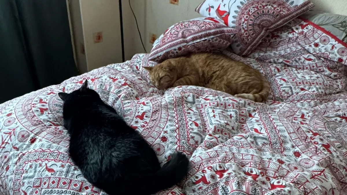 Как часто нужно стирать одеяла, диванные накидки и пледы? Запомните раз и навсегда 