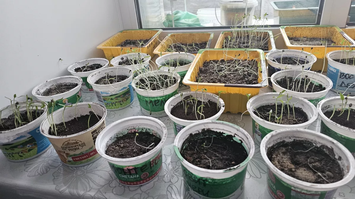 Подоконник после рассады: этот дешевый пузырек отмывает даже застарелую желтизну