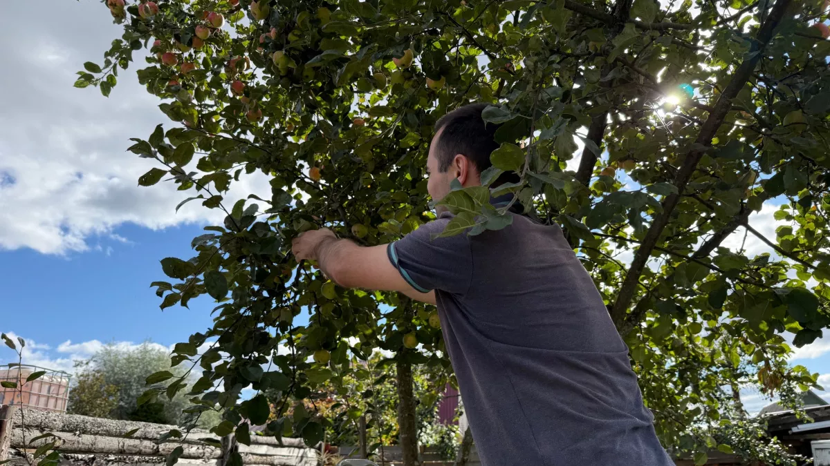 Соседи режут деревья как попало — и урожая почти нет. Я намного умнее: 1 весеннее правило Мичурина, которое решает всё