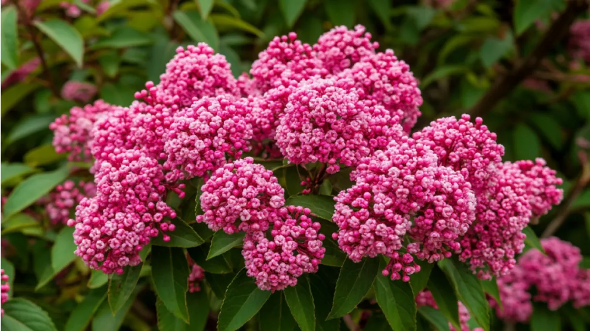 Цветник за копейки, от которого все в восторге: эти растения превратят участок в ботанический сад 