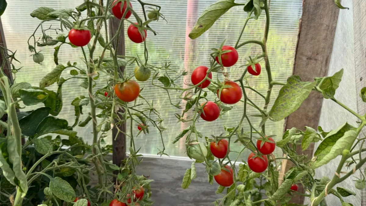 Эти 5 томатов сметают пачками - урожайность уникальная: ничем не болеют и обильно плодоносят