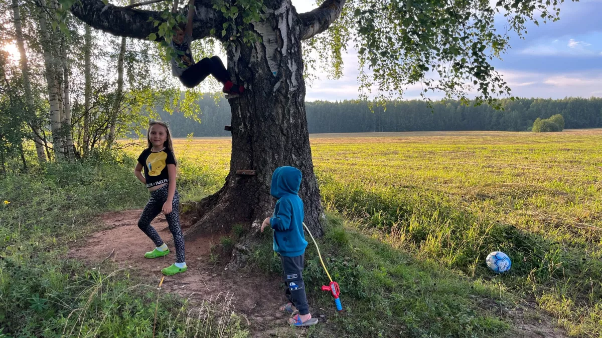 Какие деревья наши бабушки сажали как мощные обереги от зла: приметы, о которых молчат ландшафтные дизайнеры, но знают старики