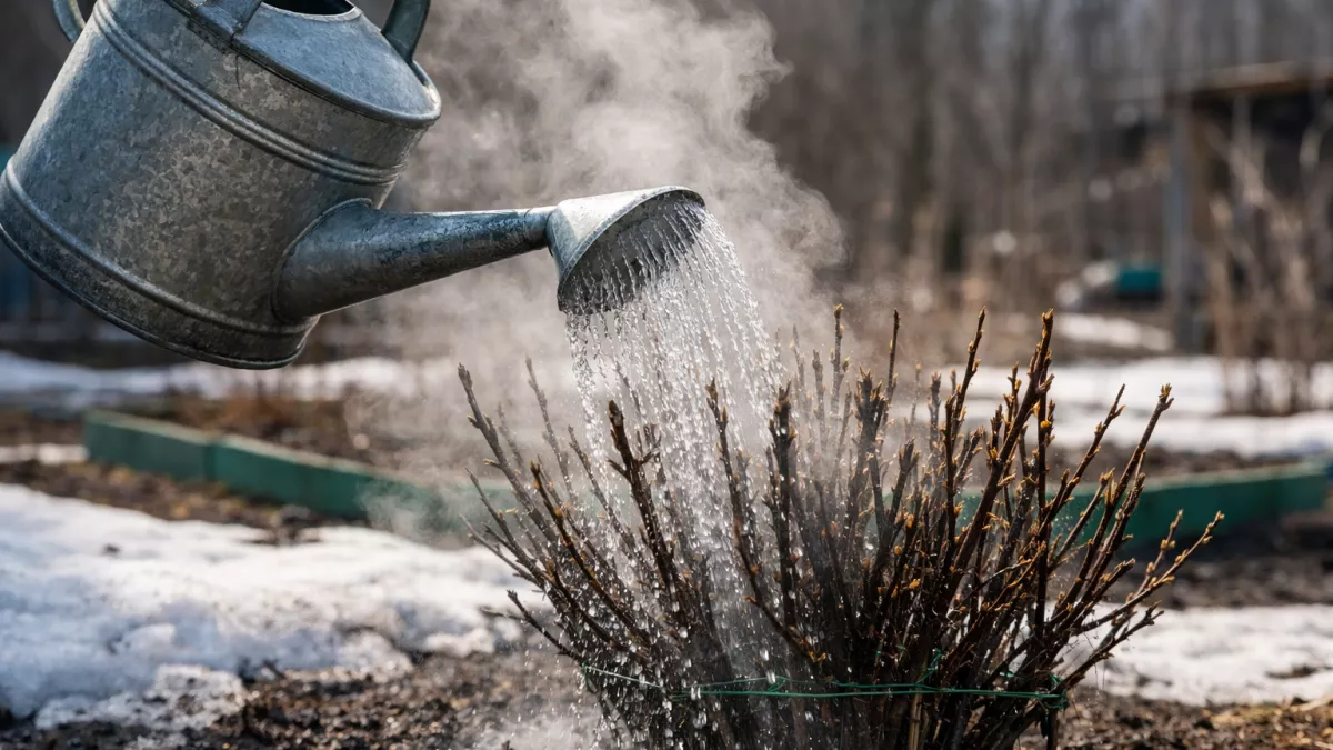 Горячий душ для смородины в марте: один старый прием помогает собрать на 20-30 кг больше крупной ягоды летом