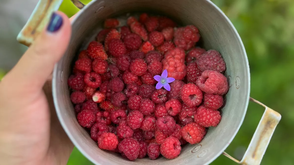 Весной многие находят в морозилке пакеты с ягодами с прошлого лета: 5 простых идей, что приготовить вместо компота