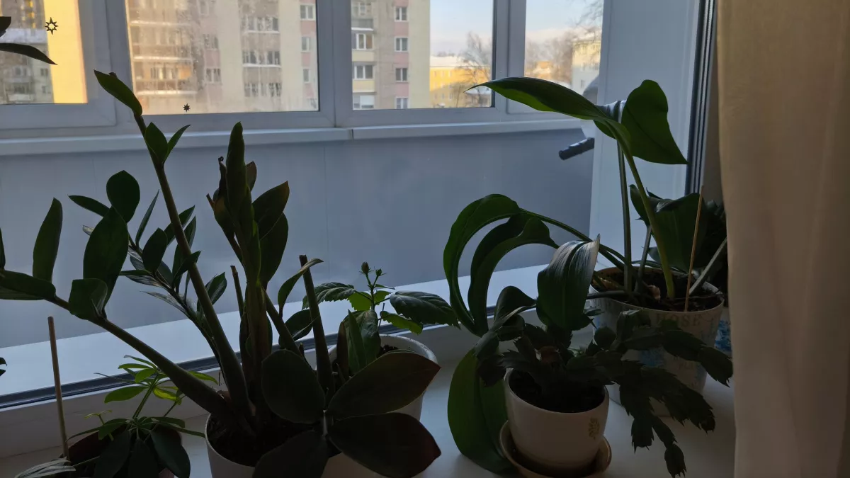 Если в горшках завелись мошки, ловушки почти бесполезны: помогает другой способ - работает на 5+