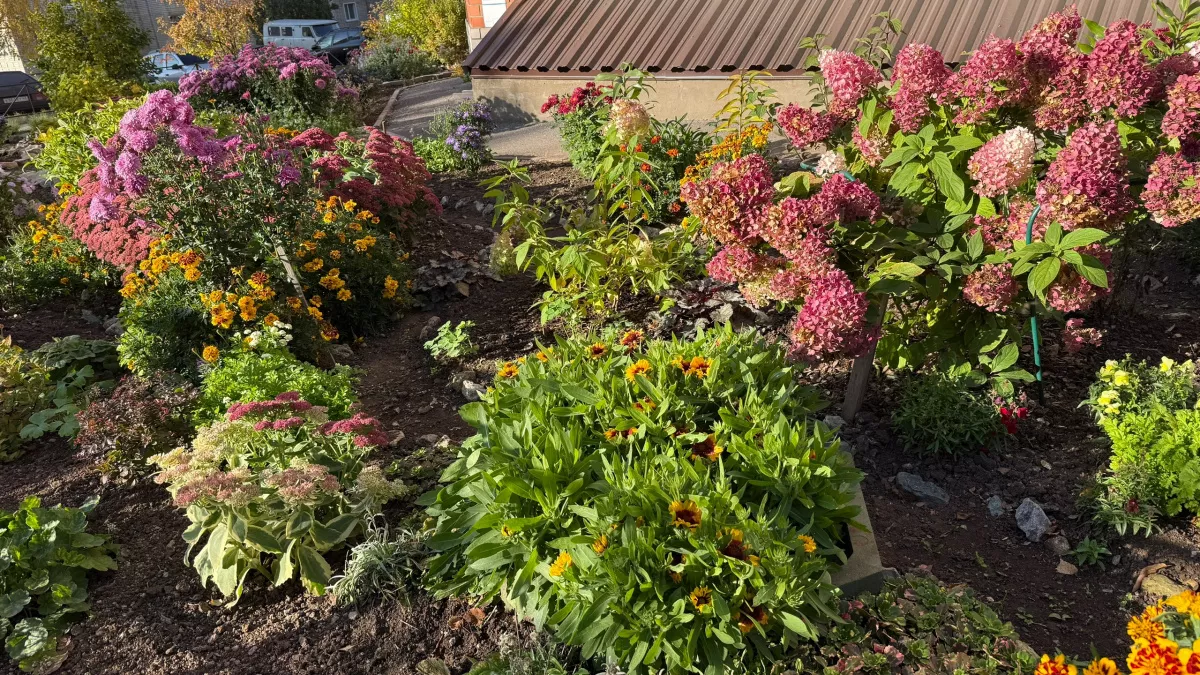 Посадила эти цветы и забыла про капризы: 7 многолетников, которые цветут всё короткое лето и не боятся -40°C