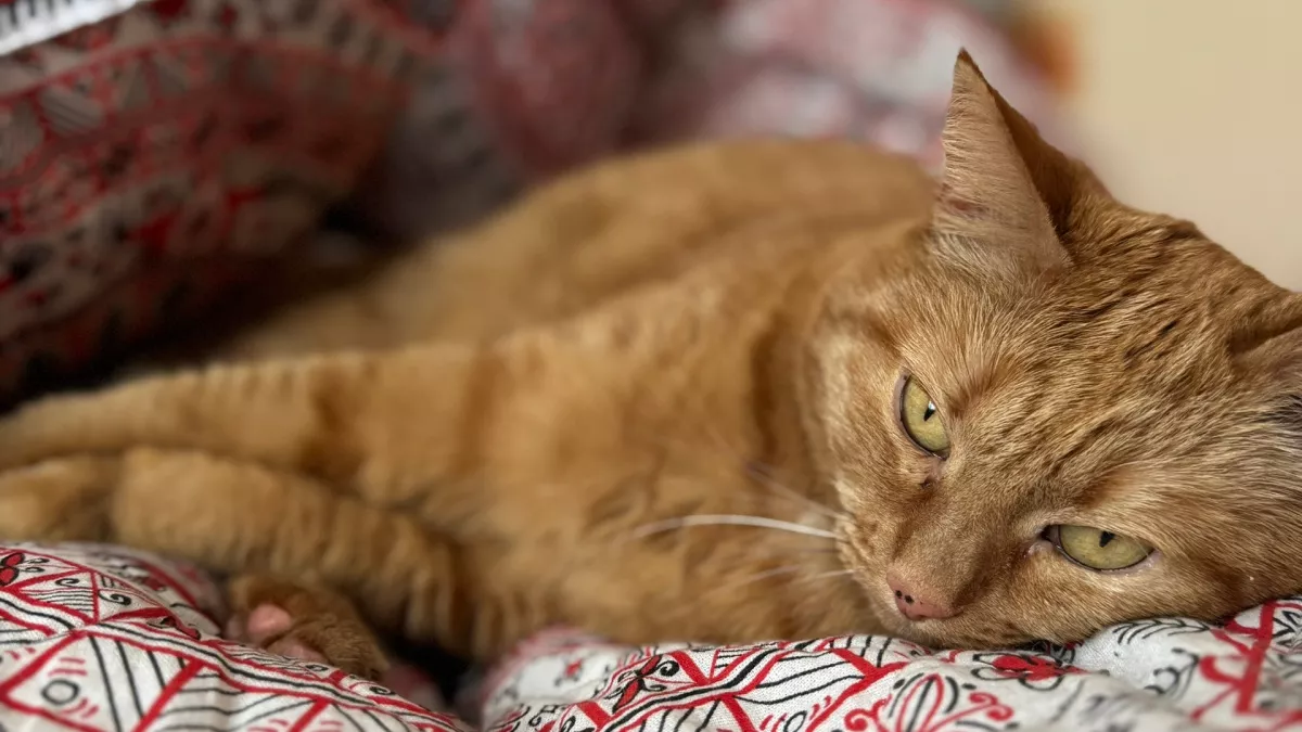 Почему кошка мяукает в три часа ночи: учёные нашли неожиданную причину, связанную с поведением хозяина