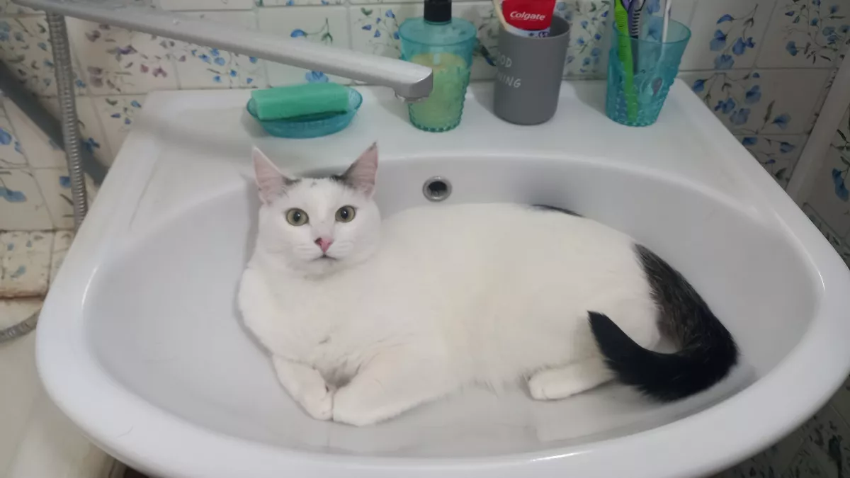 Кот сходил в лоток и начал носиться по квартире на полной скорости как ракета: ветеринары объяснили причину