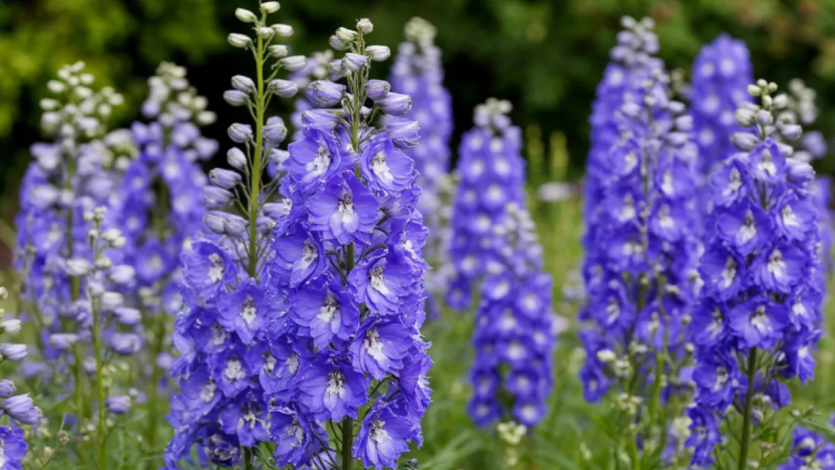 Всего 30–40 дней — и сад утопает в цветах: 12 однолетников, которые растут быстрее сорняков