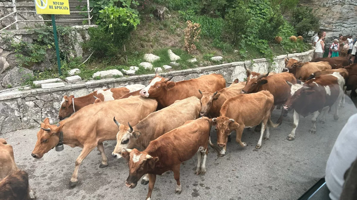 Сколько стоит отпуск на 10 дней в Абхазию: личный опыт поездки туристов из Воронежа с точными цифрами и ценами