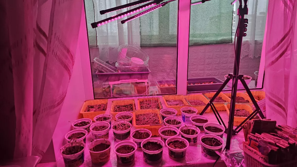 Рассада перца и томатов растёт на глазах: в марте подкармливаю её простым настоем из кухонных отходов