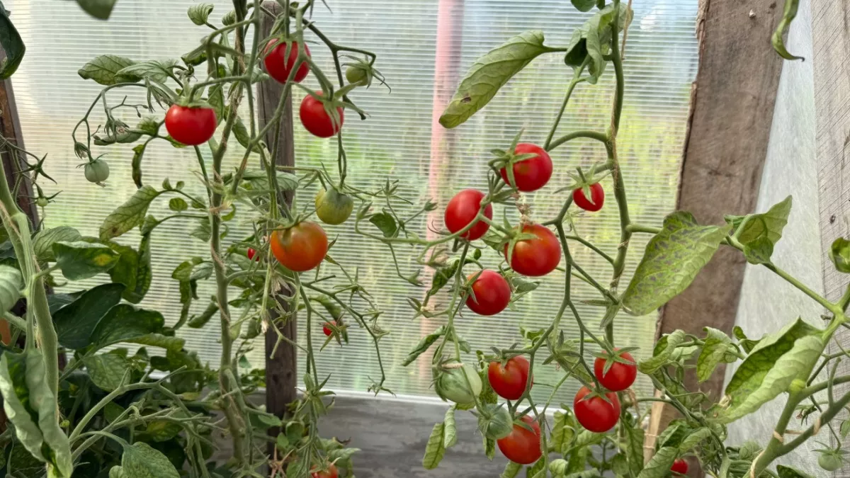 "Санька" в пролете - дачники начали раскупать эти сорта томатов: сладкие, мясистые, для открытого грунта  