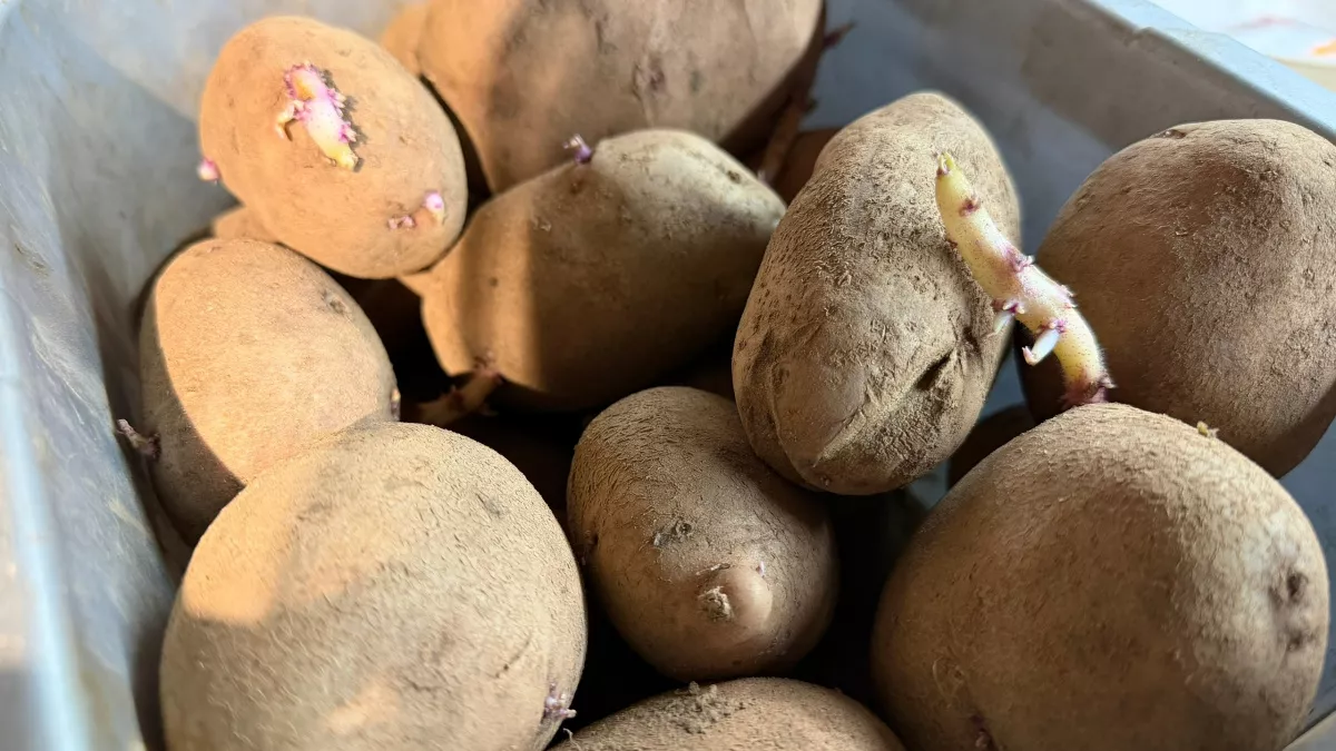 Метод Балабанова при выращивании картофеля — всегда отменный урожай: в чем кроется настоящий секрет