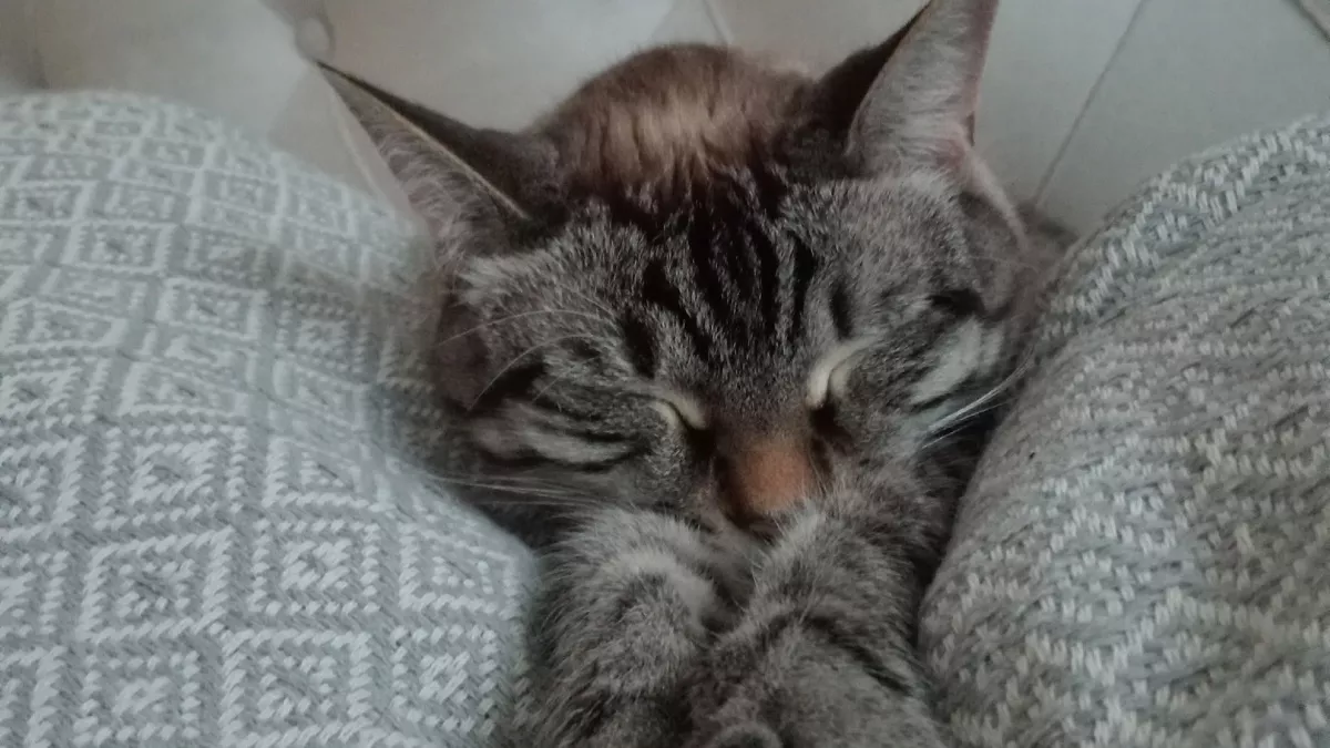 Почему кошка почти не пьет воду и как это исправить: простой способ, о котором многие не догадываются