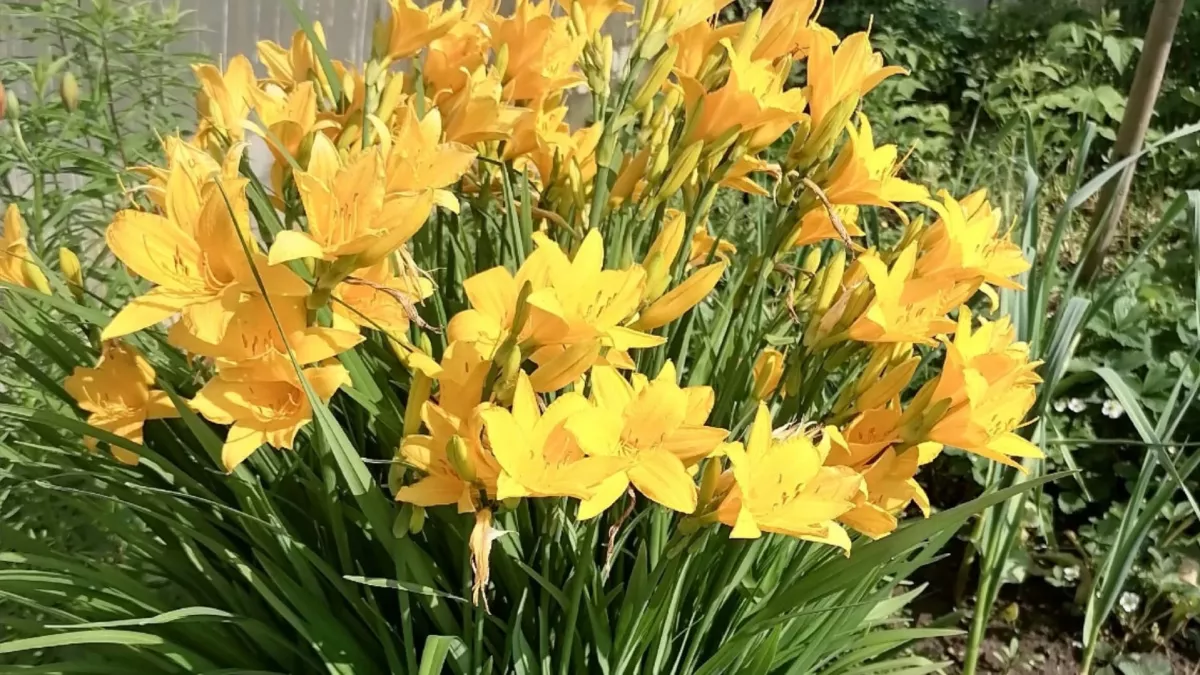 Не сажайте это у крыльца: 6 растений, которые наши предки считали опасными для дома и семьи