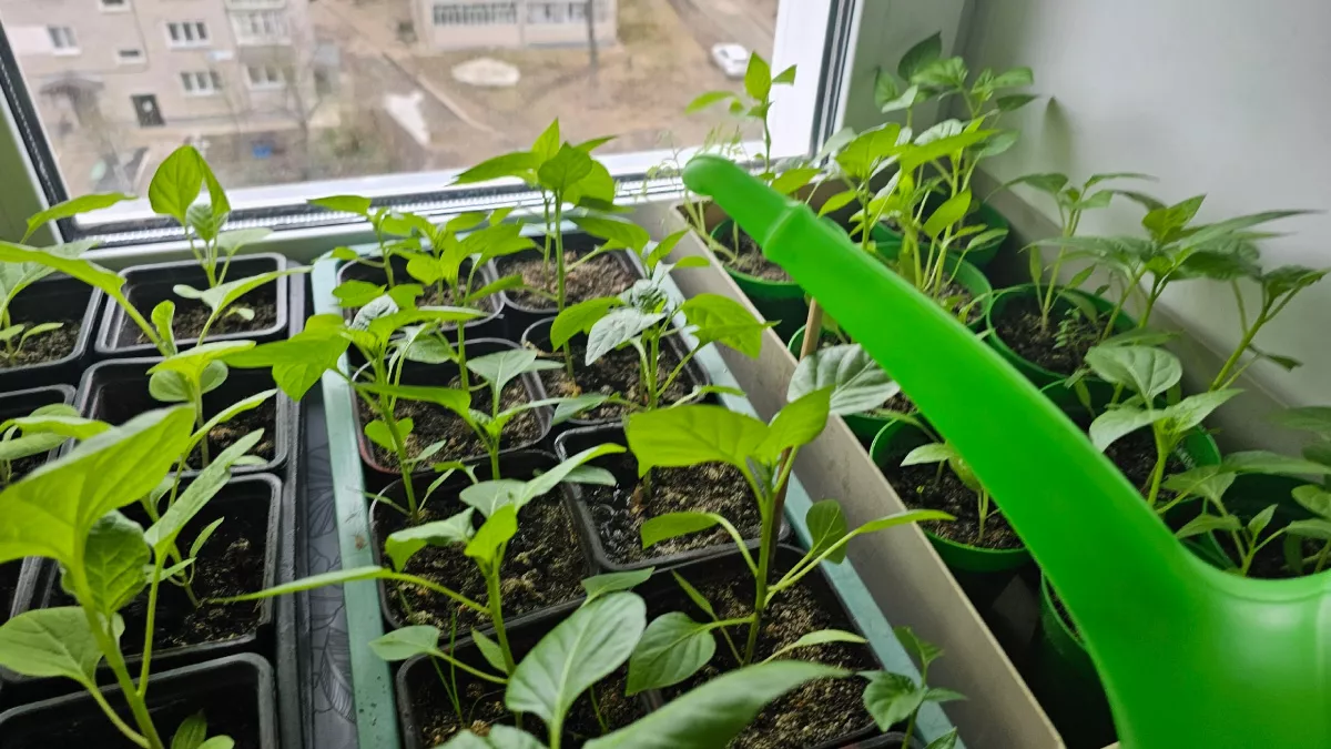 Томаты перестали вытягиваться после одного изменения: температура +16 °C и никакой досветки фитолампами