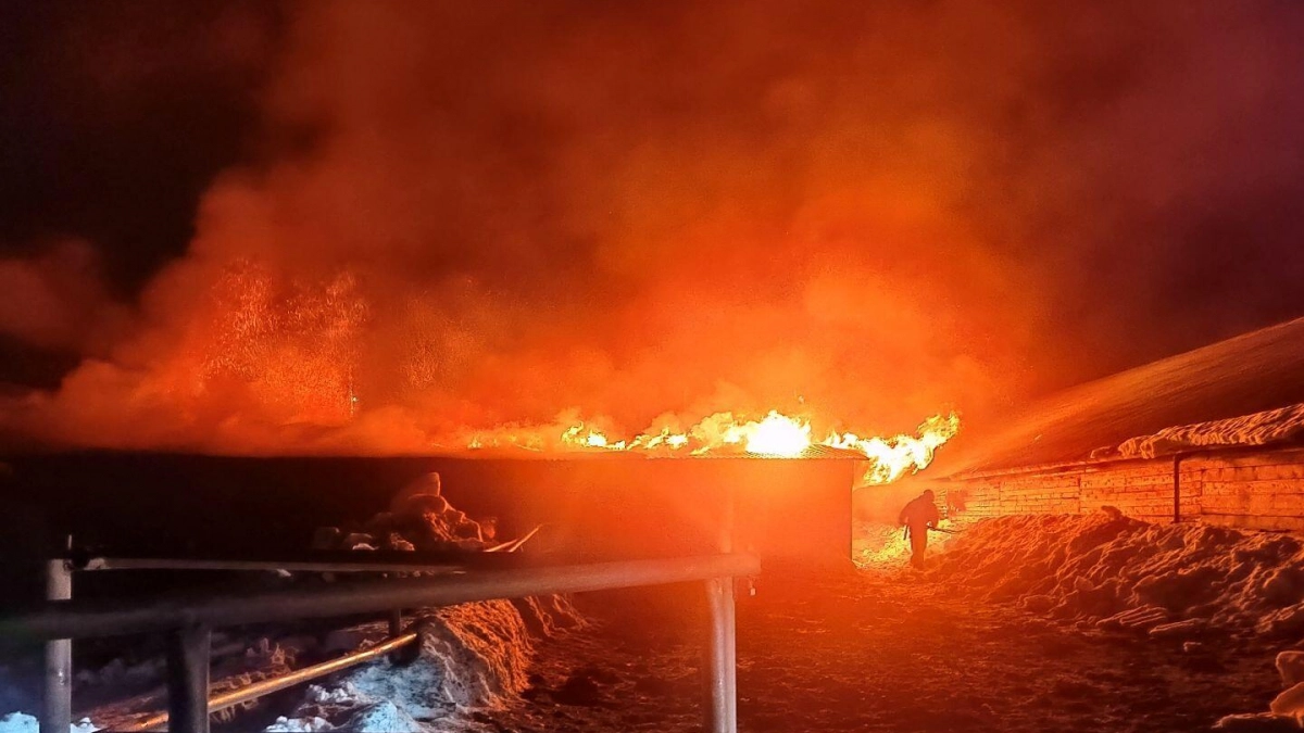 Под Унями пожарные спасли 180 коров, запертых в объятом огнем здании фермы