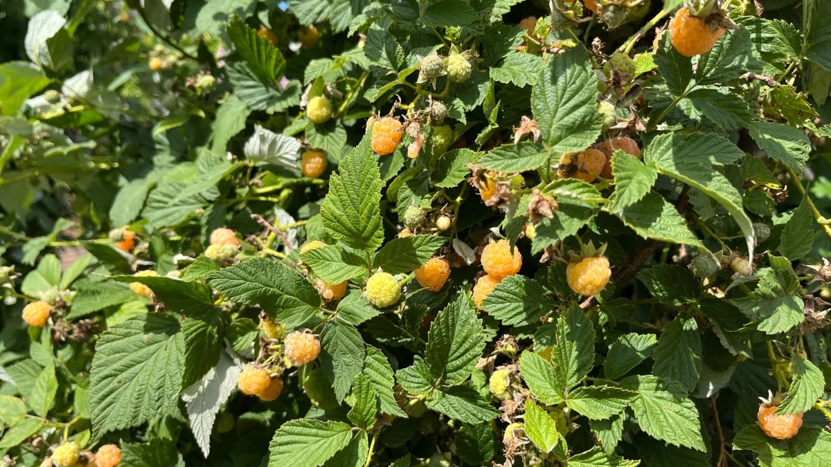 Подкармливаю малину в апреле 1 раз: летом собираю по ведру с куста — ягоды крупные как слива и сладкие словно мед