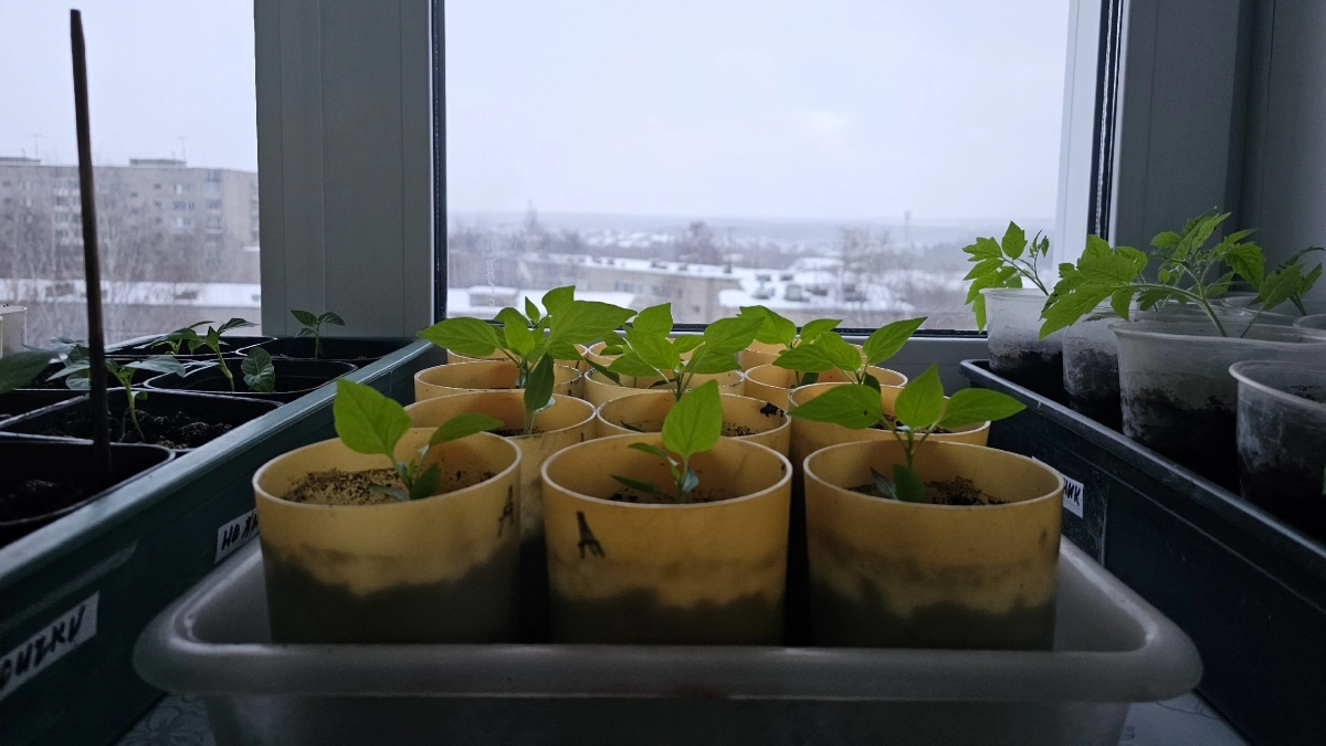 Моя рассада крепкая, как из теплицы — весь секрет в одной «витаминке»