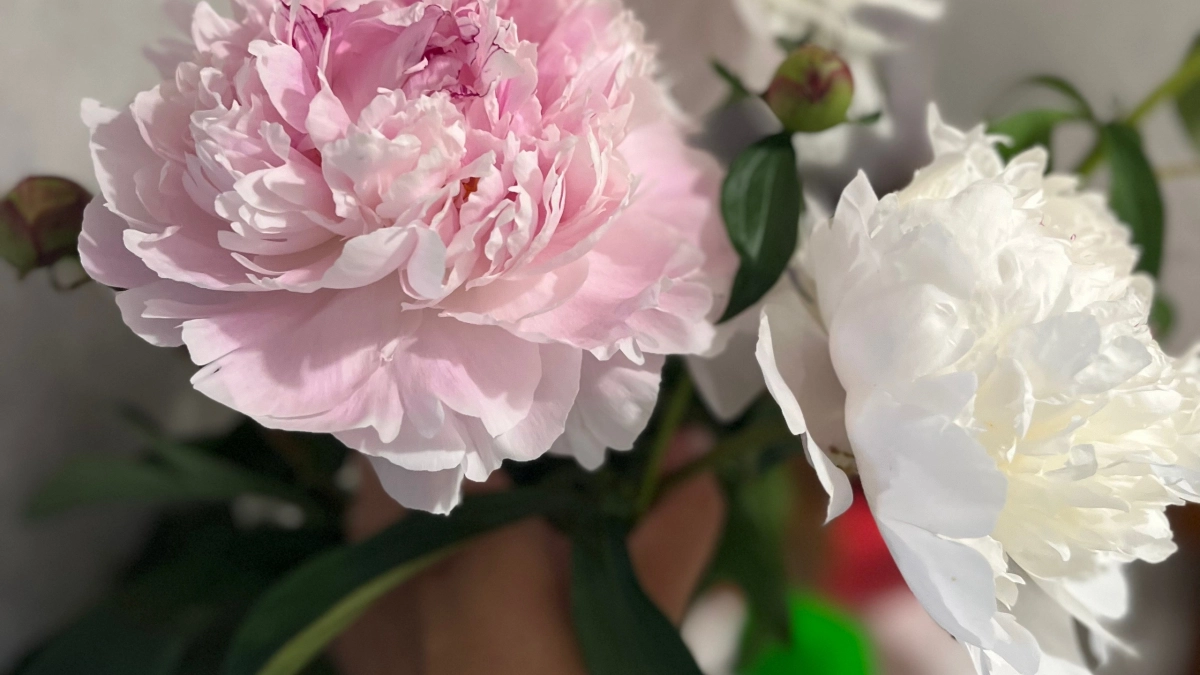 Мой честный список неудачных многолетников — потратила деньги и время, а они разочаровали