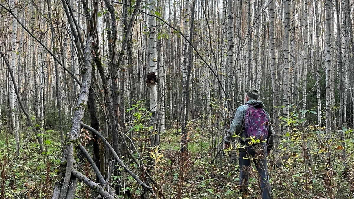 В Кировской области объявили новый сезон охоты на пернатую дичь