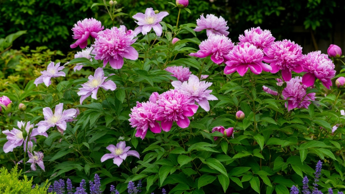 Шикарный сад для ленивых: 7 многолетников, которые украсят любой сад - посадил и забыл