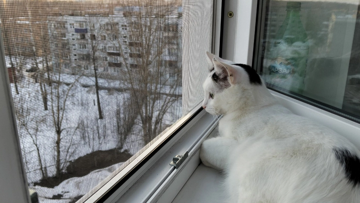 Когда лучше мыть окна после зимы - запомните раз и навсегда. Эту ошибку совершают почти все хозяйки