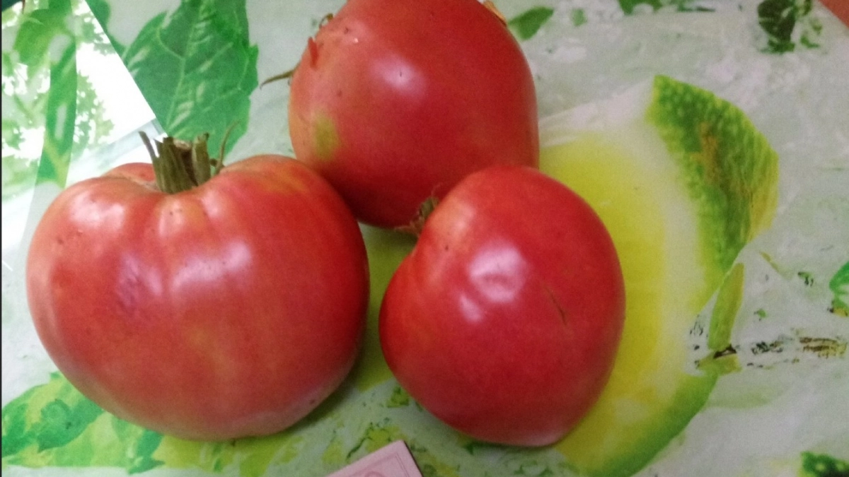 Не помидоры, а чистое мясо: дачники расхватали эти 5 сортов за минуту. Урожайность уникальная - 13-15 кг с 1 м2