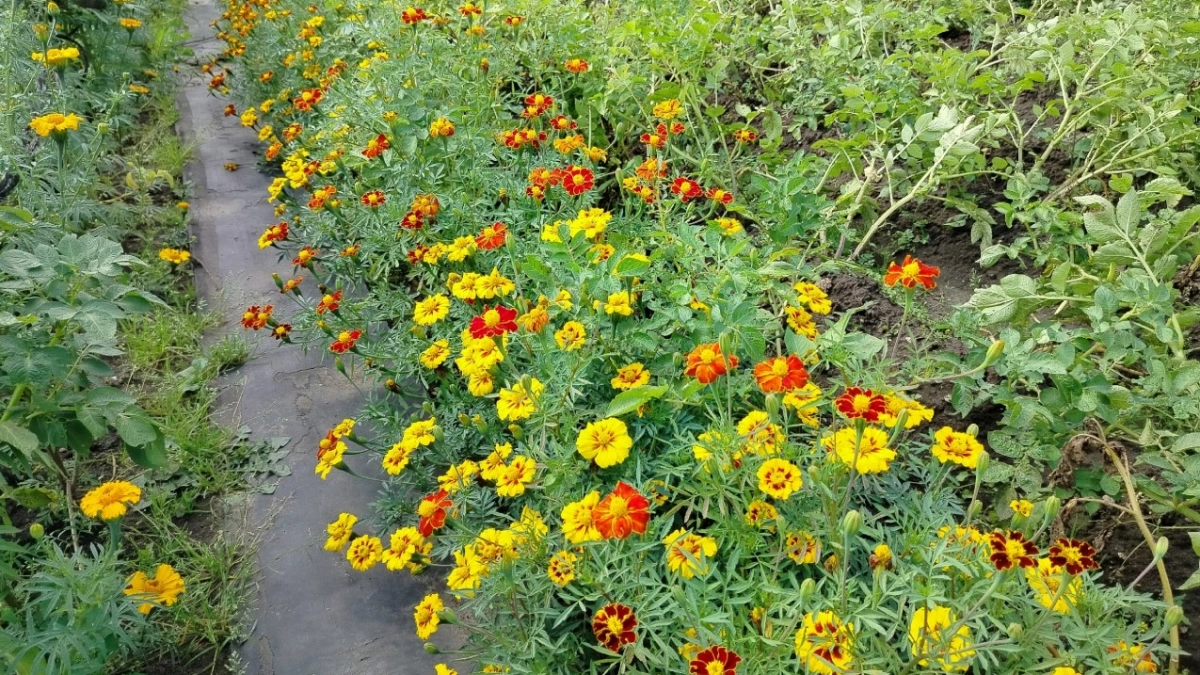 Здесь бархатцы сажать нельзя - 4 места, в которых они принесут беды: запомните раз и навсегда