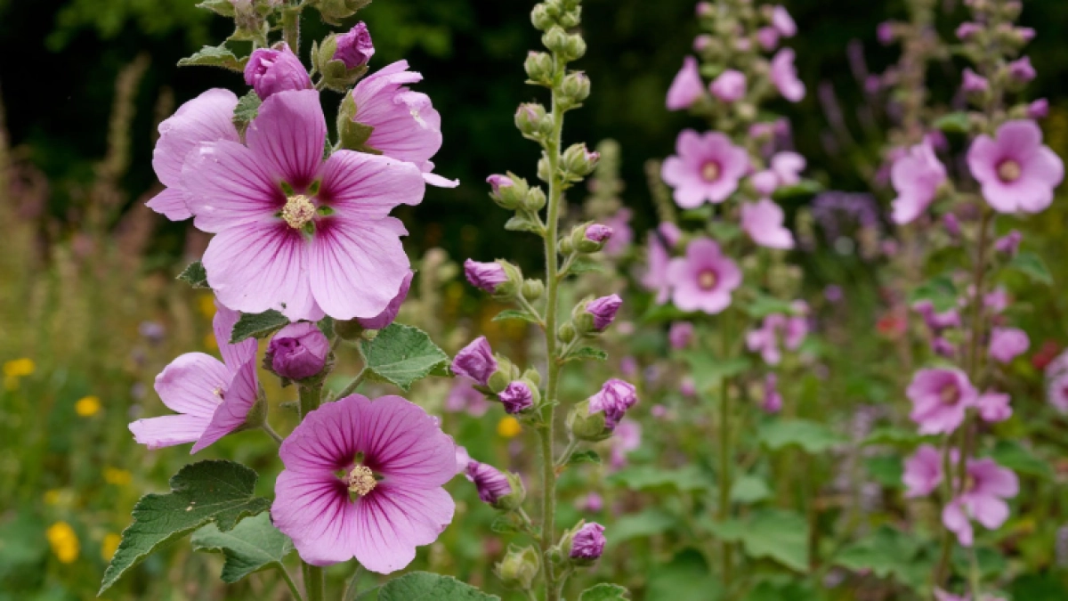 19 растений, которым всё равно, какая у вас почва — будут цвести даже на песке и камнях