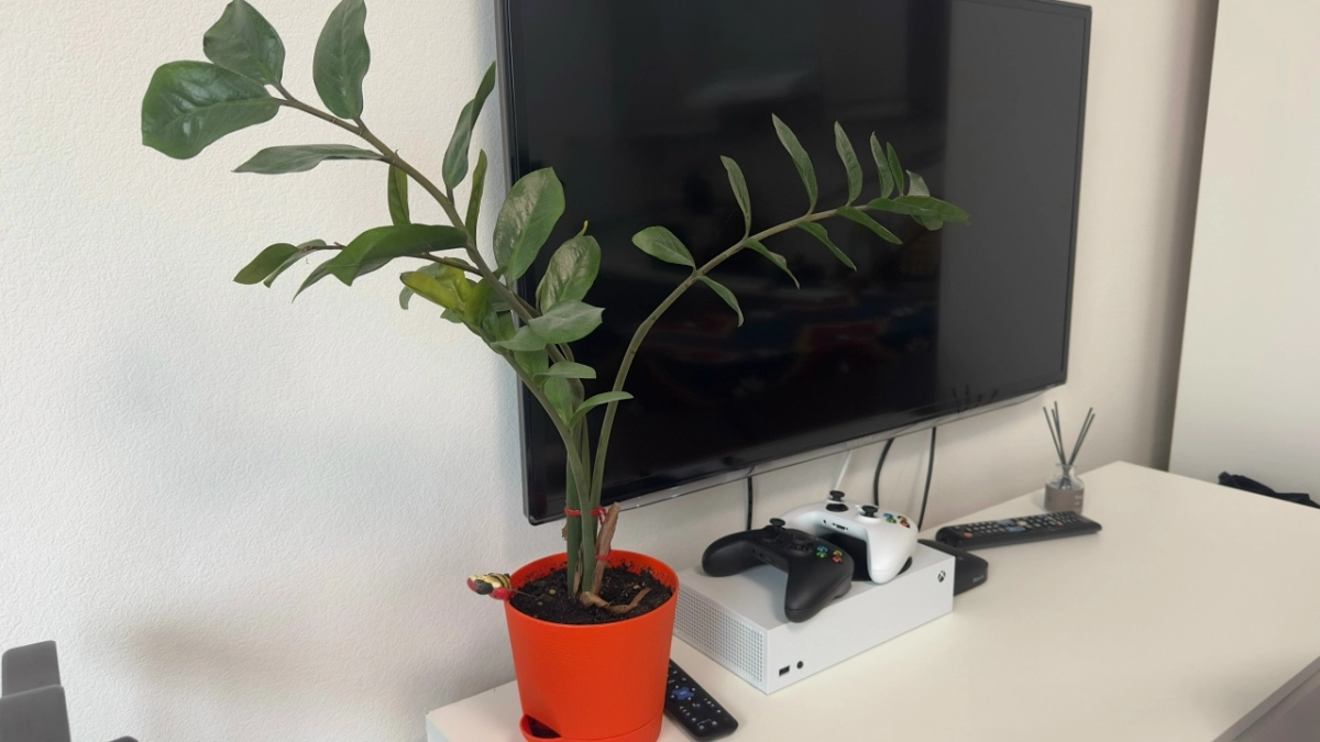 9 вещей в доме – признаки бедности хозяев: проверьте, есть ли они у вас