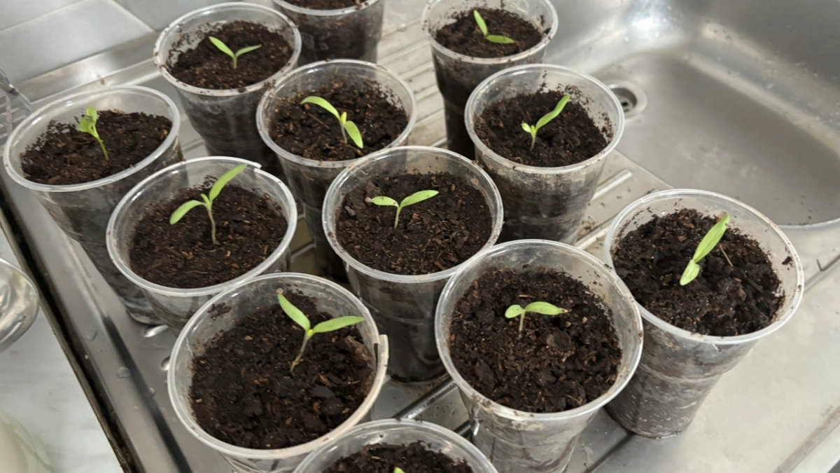 Сорта-монстры, которые дают по 100 кг с куста: плодоносят гроздьями до заморозков и не подводят даже в дождливое лето