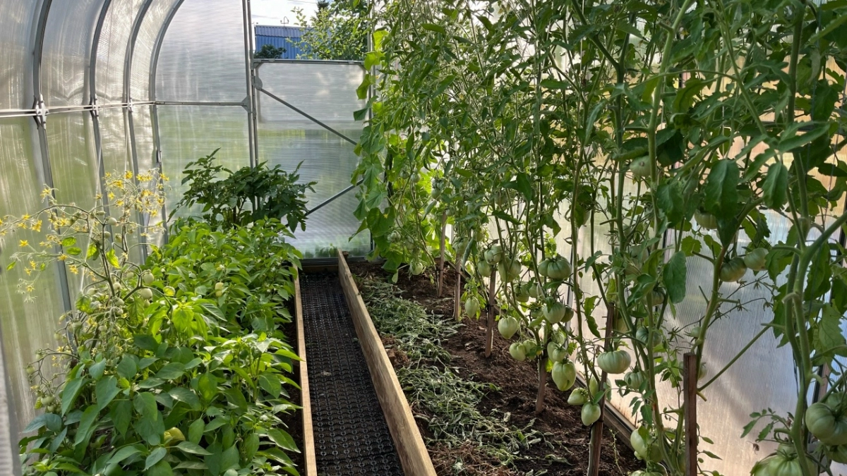 Никакой фитофторы и вытягивания: «сухой» полив творит чудеса с рассадой томатов — проверено несколькими сезонами