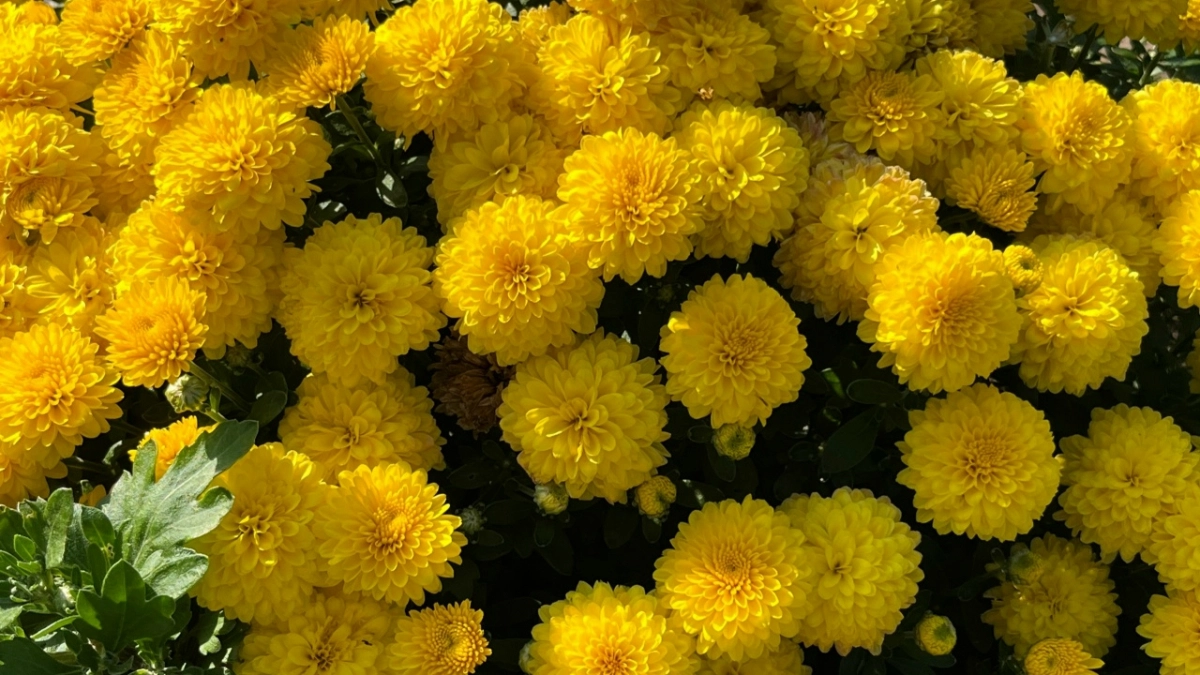 Никакой рассады: 12 очаровательных цветов, которые сеют прямо в грунт - украшают сад всё лето