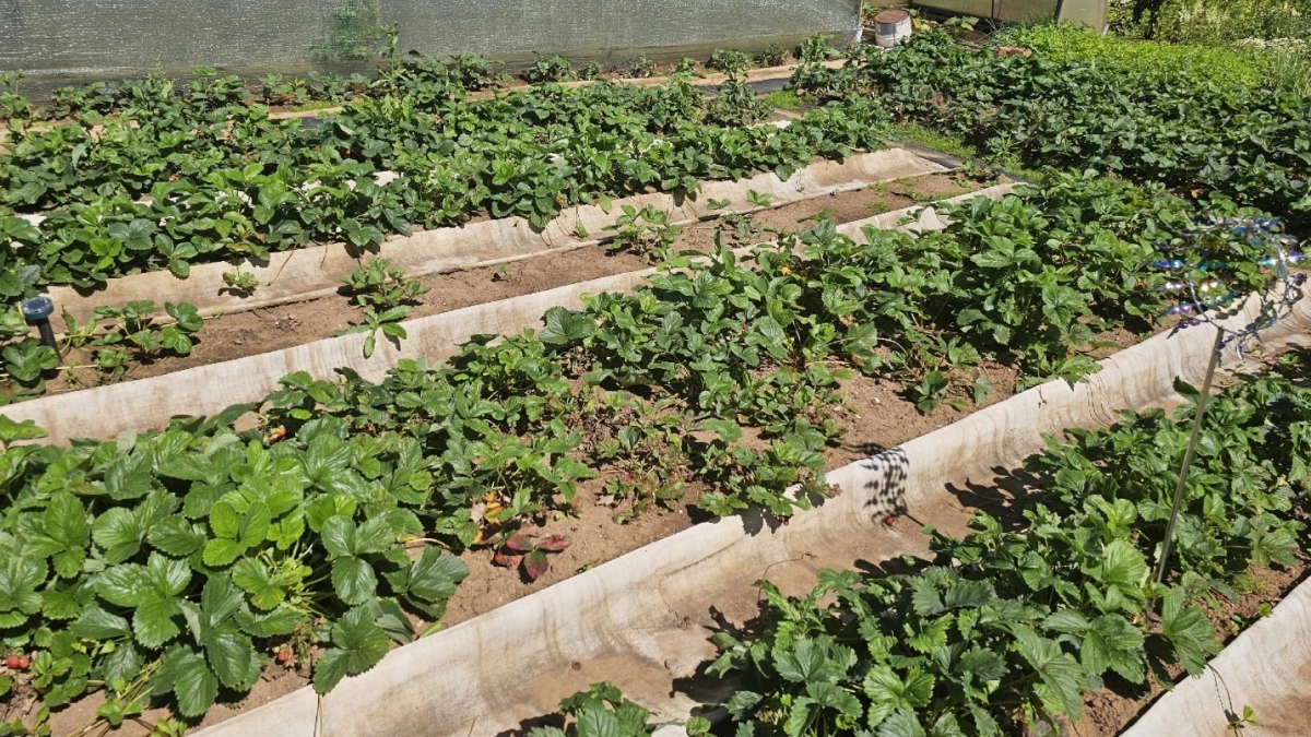 Умные дачники делают ограждения для грядок только из этих материалов: 10 идей за копейки - берите на заметку 