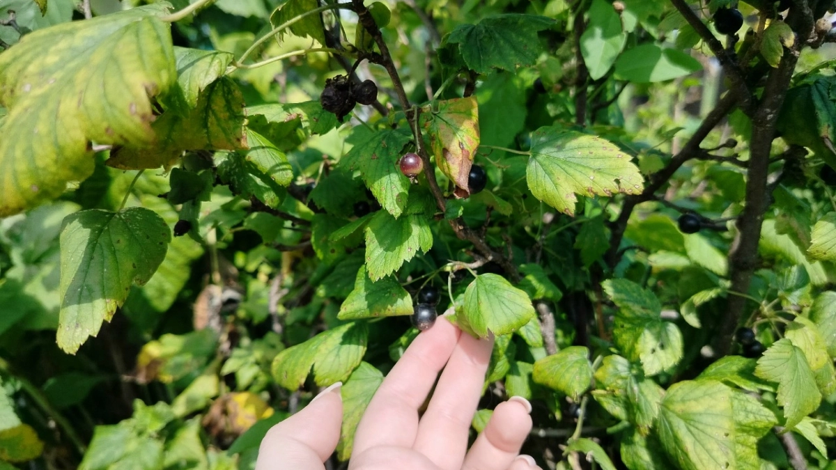 Весной после снега накидываю такой порошок под смородину: ягоды крупные, сладкие - урожай богатый