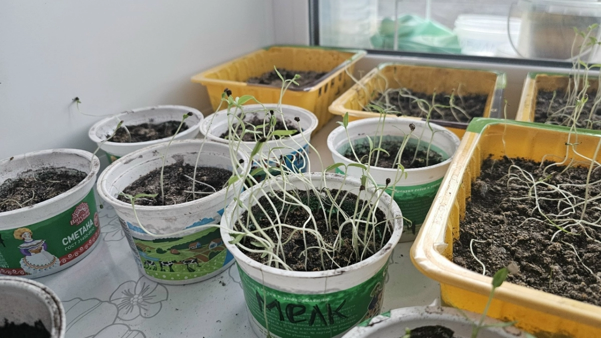 Всего 3 дня — и рассаду не узнать: делюсь рецептом простой подкормки, после которой урожай девать некуда