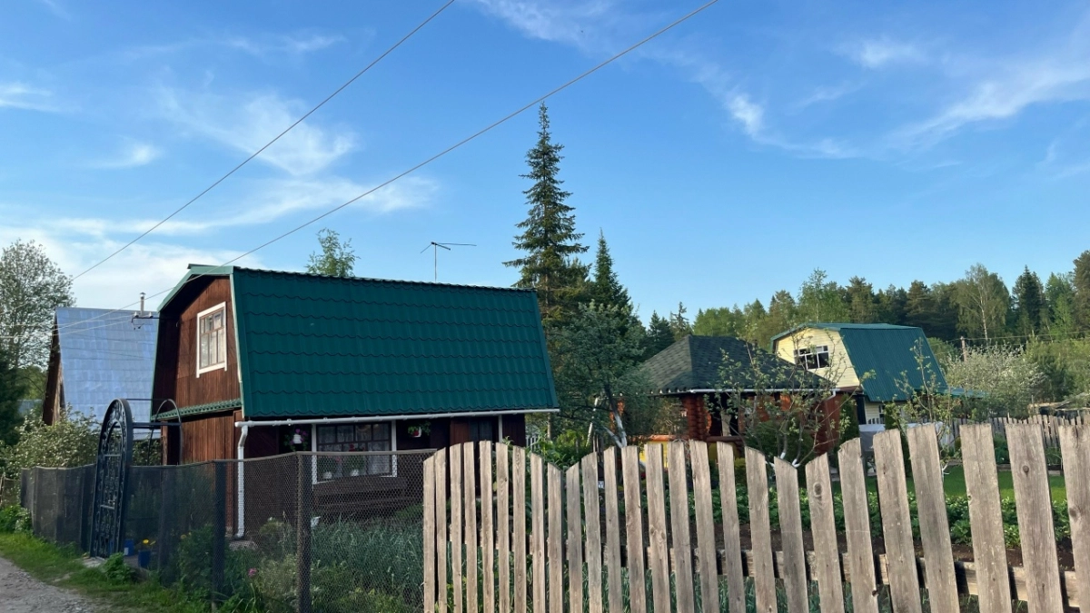 Крысы удирают мгновенно: вот что нужно положить у них на пути — работает безотказно и безопасно для кошек