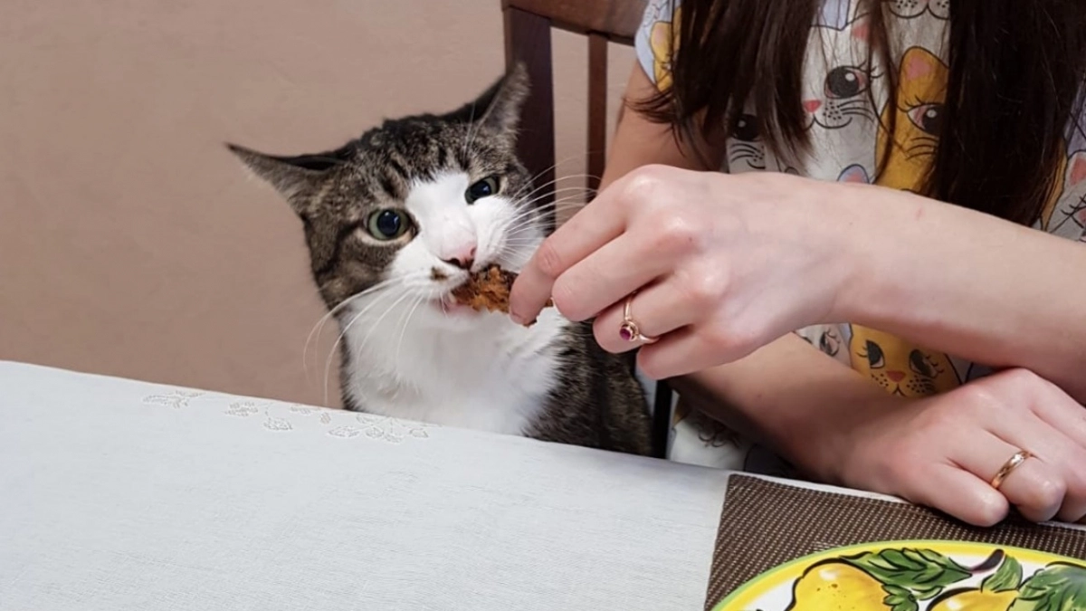 Мурчащий гид по счастью: 9 вещей, которые кошки обожают больше всего на свете. Вот как порадовать питомца