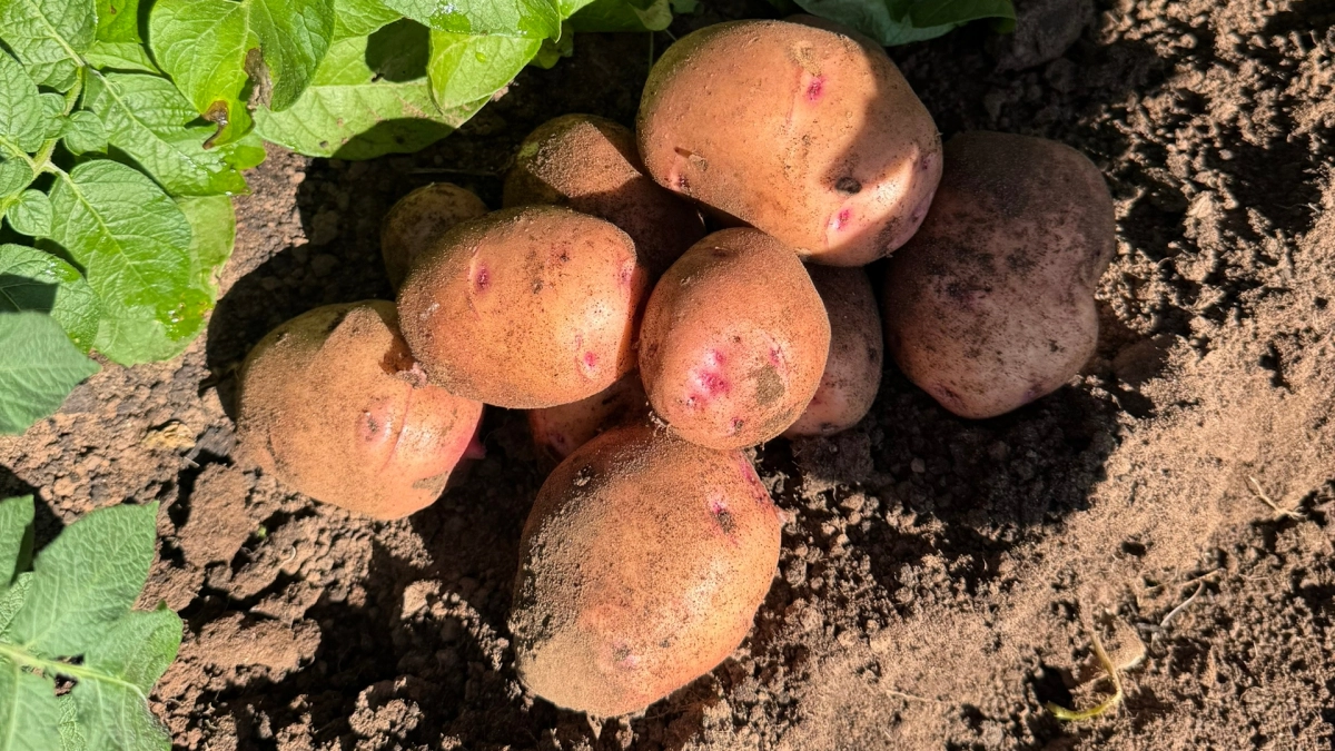 Фермер рубанул правду: почему картофель подорожал в 3 раза — причина не в погоде, а в нас самих 