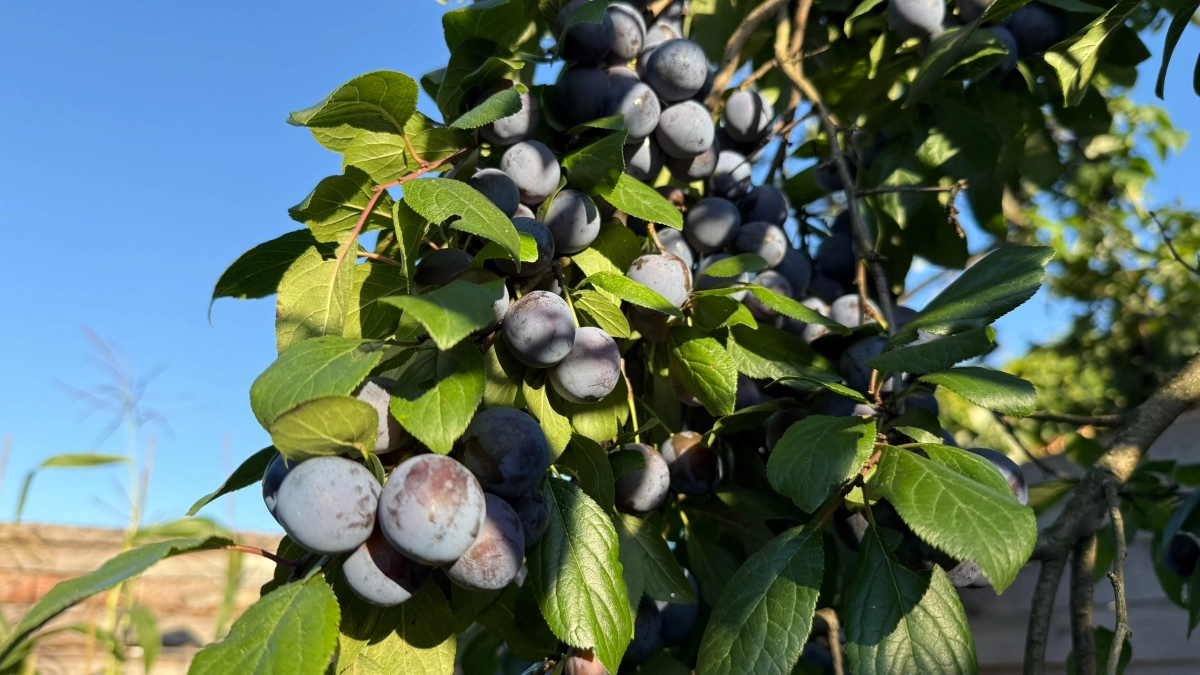 Хватит тратить тысячи на грунт: рассказываю, где в марте набрать бесплатный листовой перегной — соседи обзавидуются