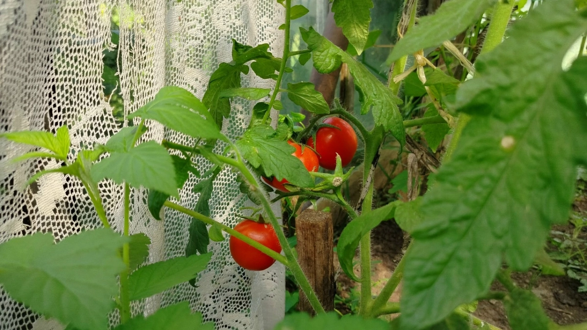 Названы точные даты: когда сажать помидоры на рассаду в 2026 году — лунный календарь и советы агрономов