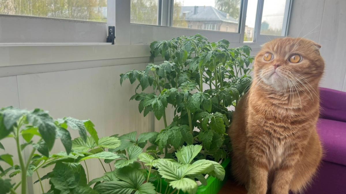 В конце марта делаю с рассадой это за 5 минут: потом она прет как сумасшедшая