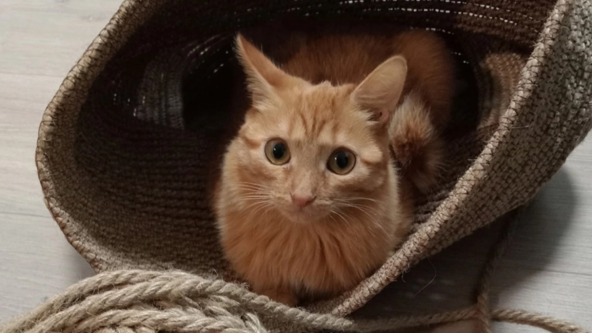 Благодарны ли уличные коты за то, что их спасли и принесли в дом - запомните раз и навсегда