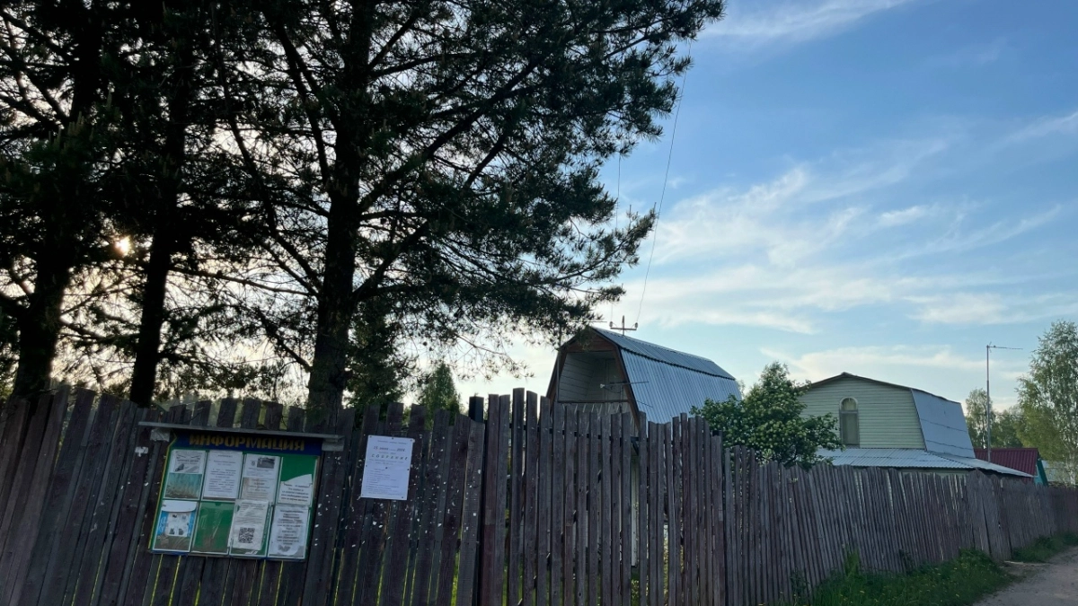 Отказался от плитки на садовых дорожках: за 3 недели вырастил 5 видов живого покрытия за копейки