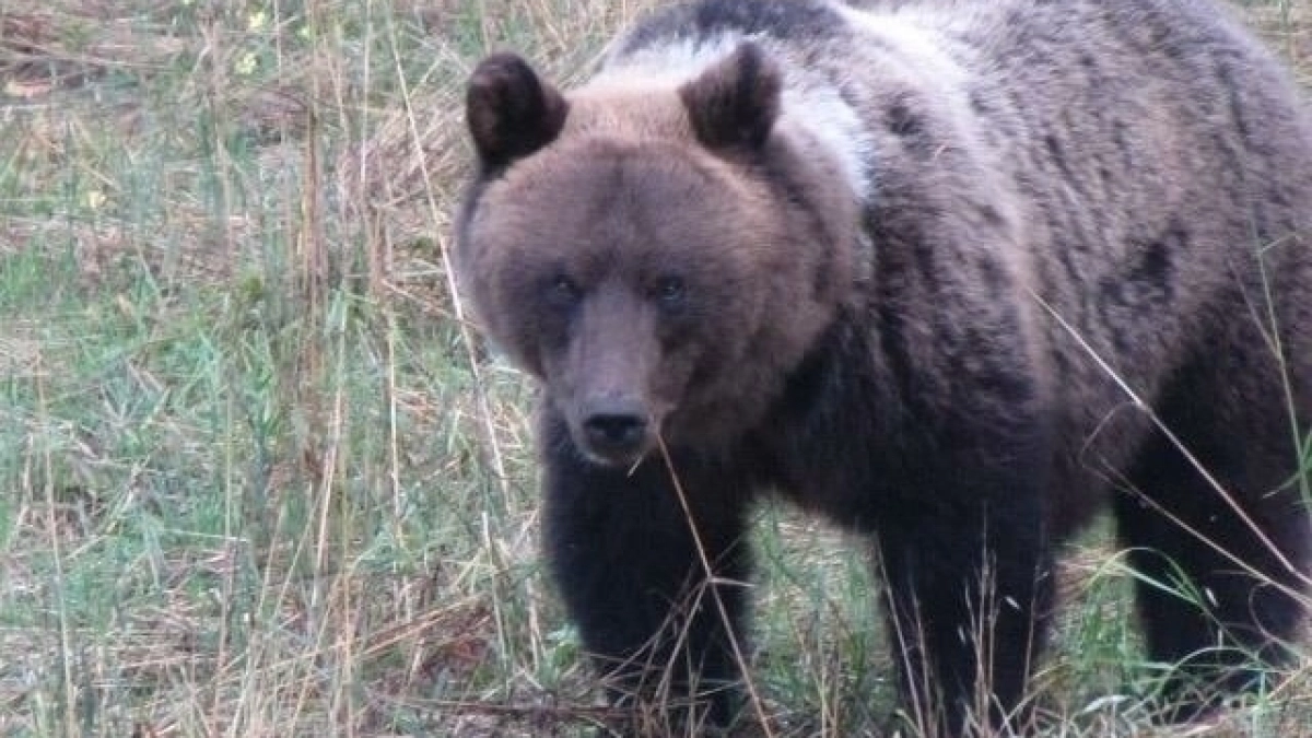 В Кировской области стартовала выдача разрешений на добычу медведя