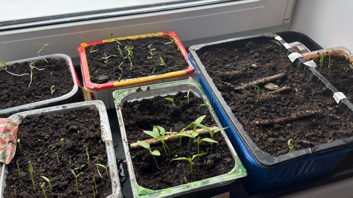 Что делать, если рассада не растет в марте - 3 секрета, и она попрет как на дрожжах