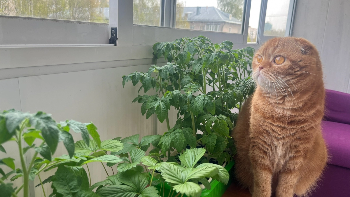 Рассада томатов не вытягивается, а растёт как дубки: секрет «сухого полива», о котором молчат агрономы