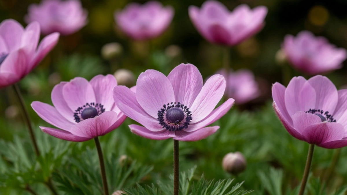 Всего 30–40 дней — и сад весь в цветах: 12 однолетников, которые растут быстрее сорняков